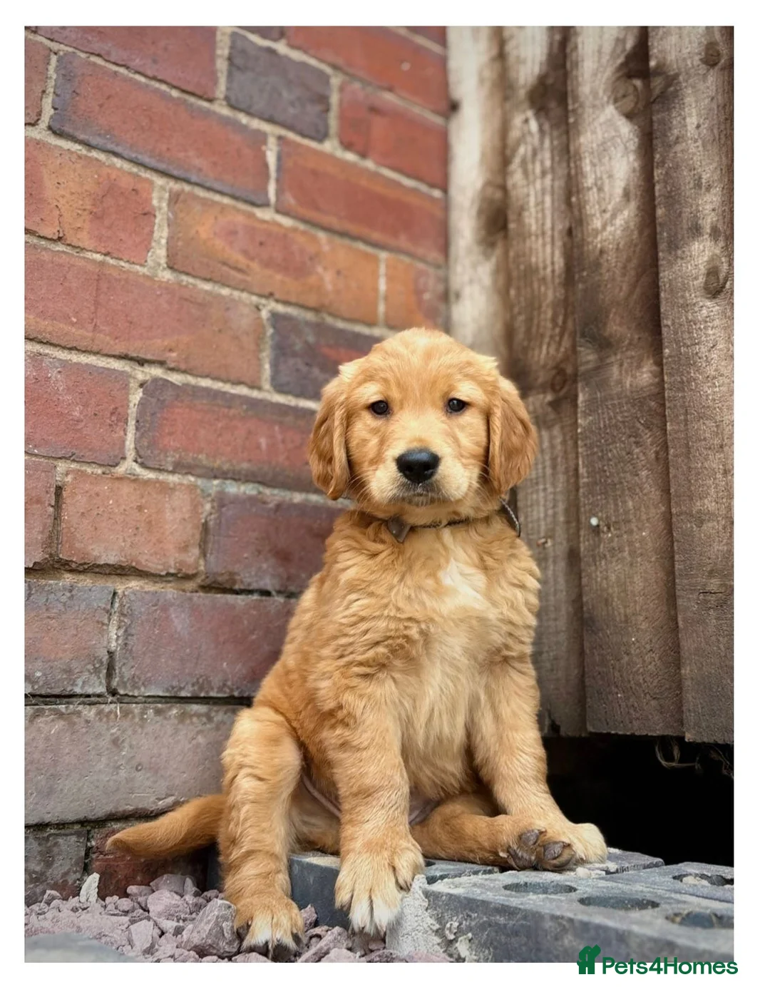 Golden Retriever dogs for sale: Quality KC Registered Golden Retriever Puppies - Advert 11