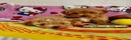 Maltipoo dogs for sale: Maltipoo in Fleetwood - Advert 15