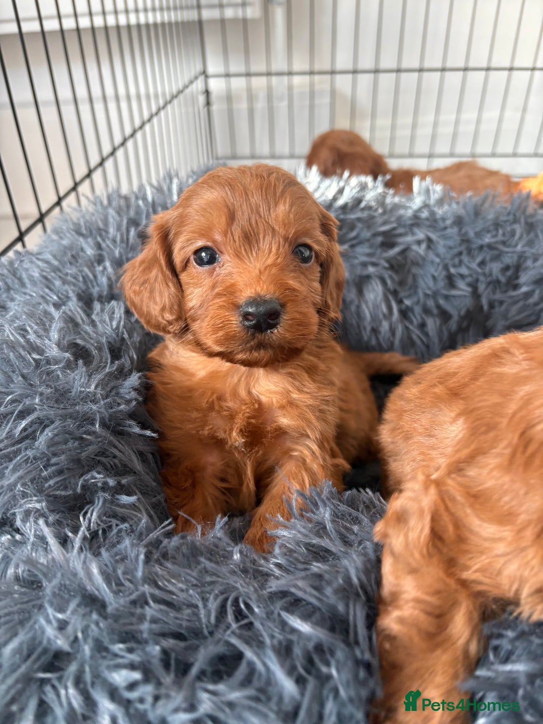 Cockapoo dogs for sale: Beautiful fox red cockapoo - Image 7