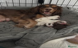 Sprocker dogs for sale: Lily  - Image 6