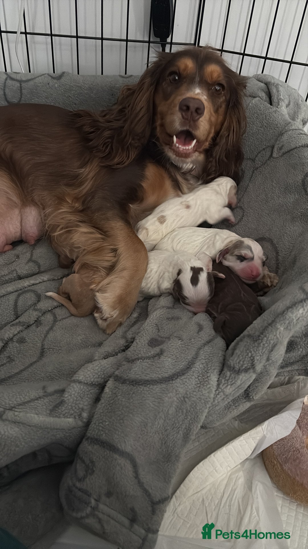 Sprocker dogs for sale: Lily  - Image 6