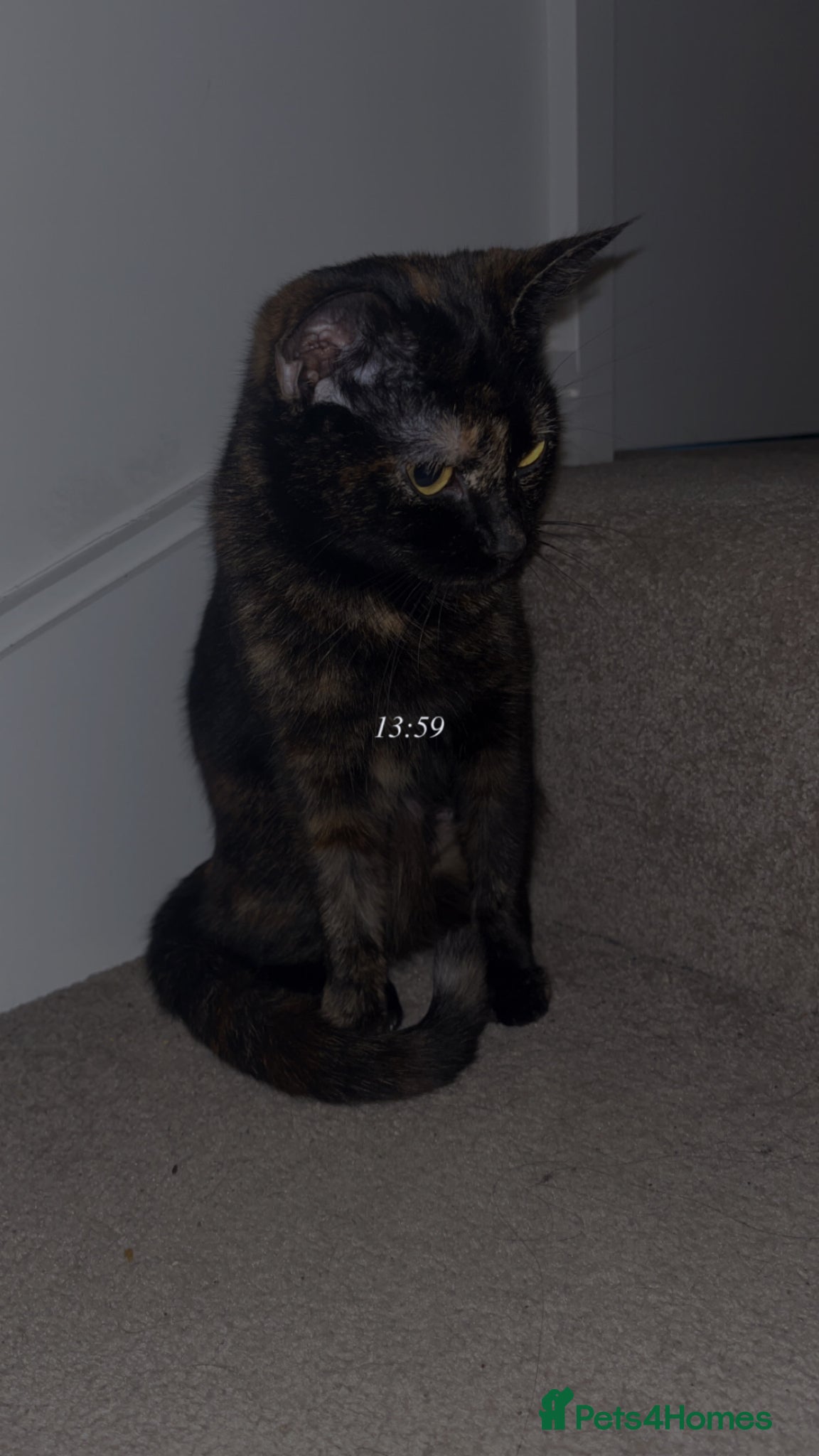 Mixed Breed cats Shadow is her name she is 1 years old  - Advert 12