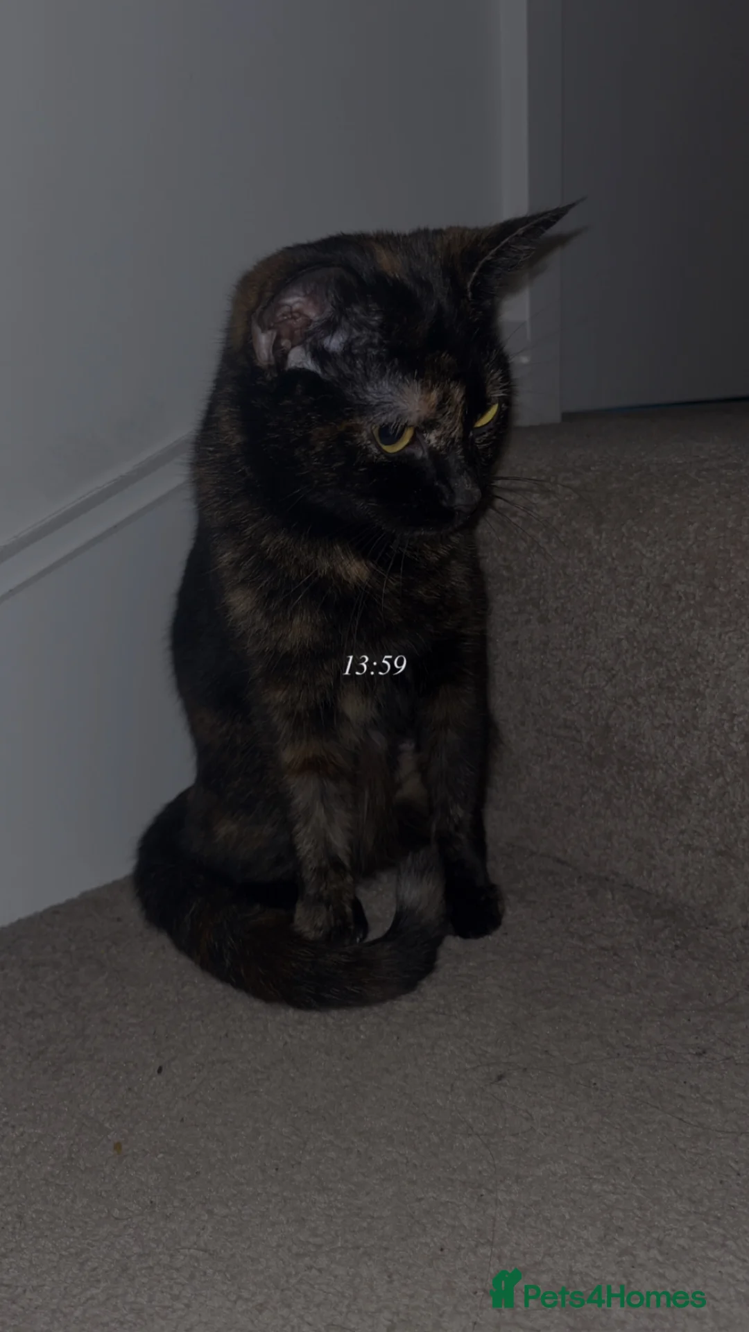Mixed Breed cats for sale: Shadow is her name she is 1 years old  in Milton Keynes - Advert 1