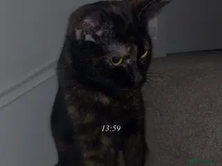 Mixed Breed cats Shadow is her name she is 1 years old - Advert 8