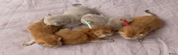 British Shorthair cats for sale: Golden Blue and Golden BSH kittens - Advert 7