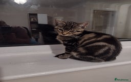 Toyger cats for sale: Kitten for sale - Image 2