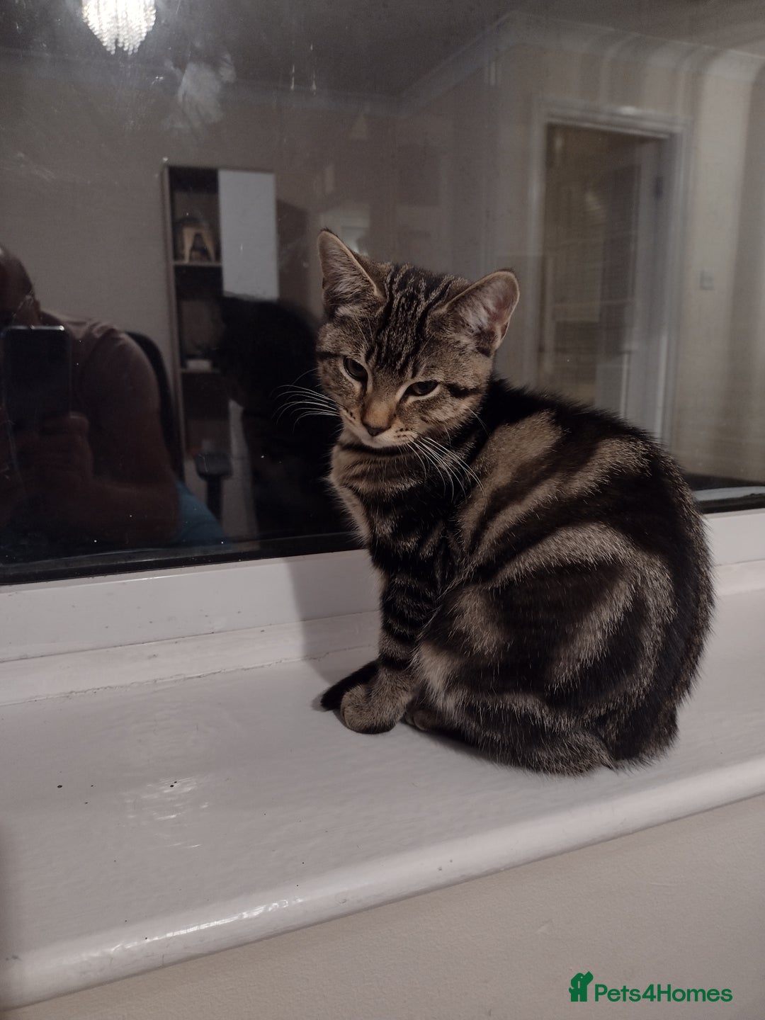 Toyger cats for sale: Kitten for sale - Image 2