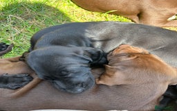 Mixed Breed dogs for sale: Vizlador x Weimaraner puppies - Image 10
