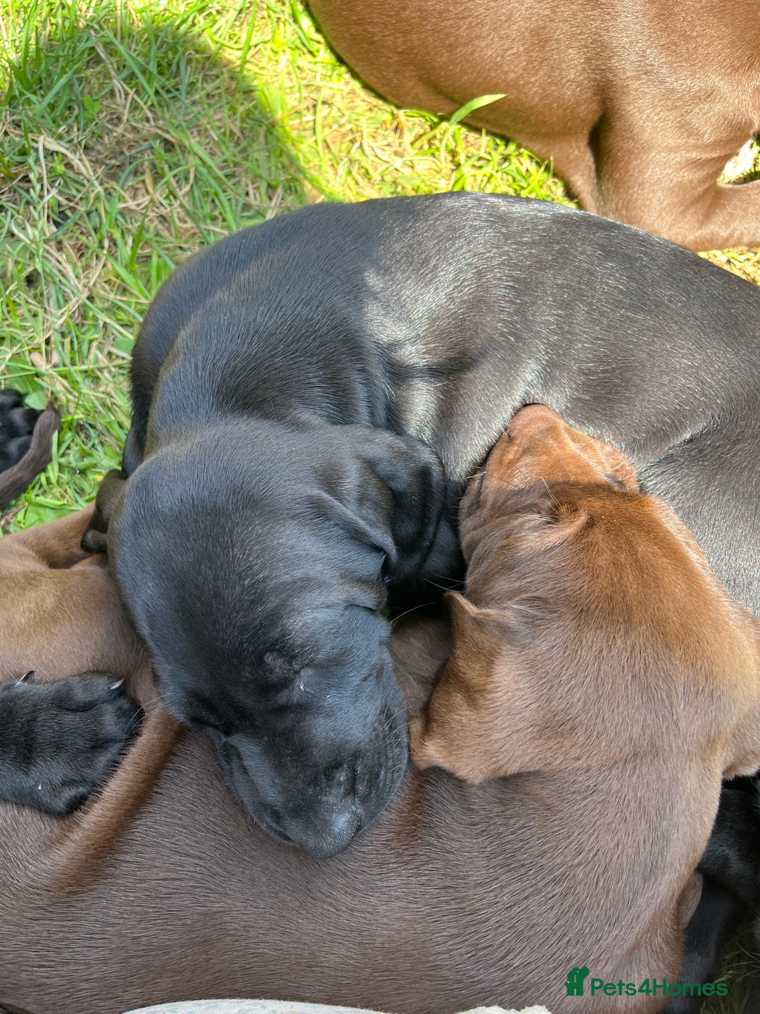 Mixed Breed dogs for sale: Vizlador x Weimaraner puppies - Image 10