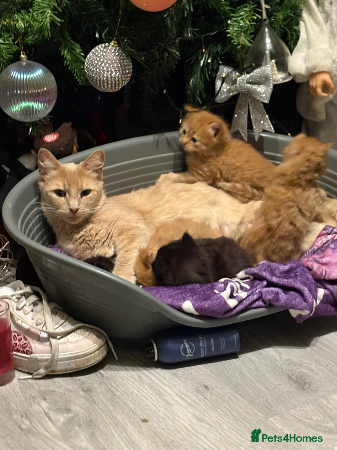 Maine Coon cats for sale: 5 half main coon  - Advert 1