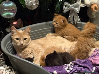 Maine Coon cats 5 half main coon - Advert 1