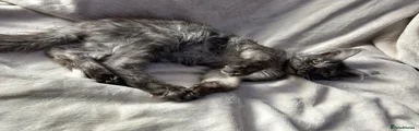 Maine Coon 2