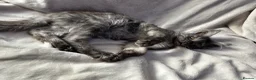 Maine Coon cats for sale: maine coon  - Advert 8