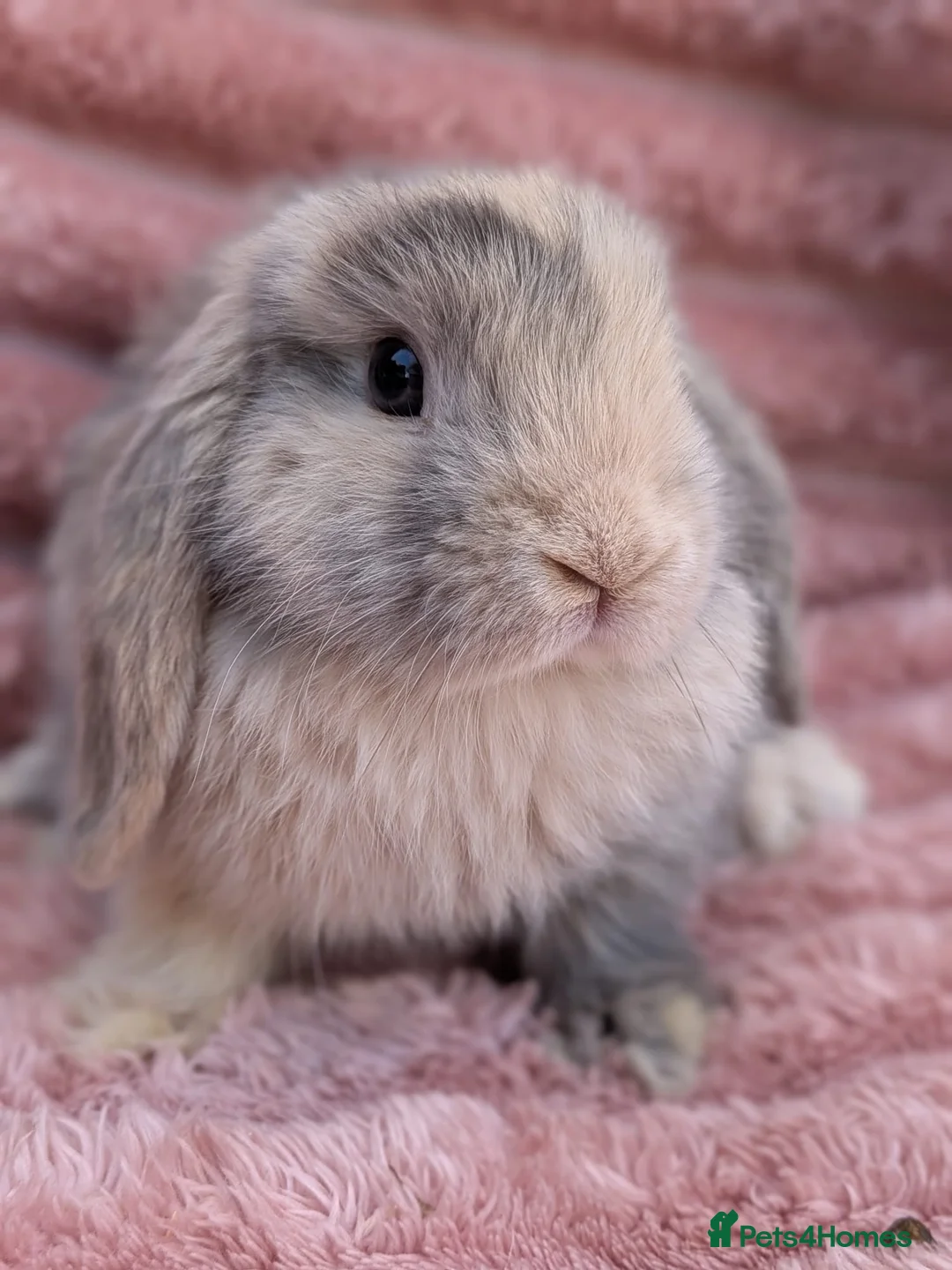 Mini Lop rabbits for sale: Mini lop boys  - Advert 2