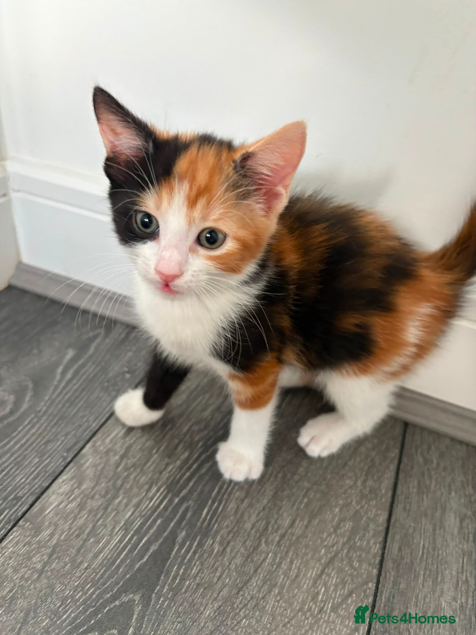 Mixed Breed cats Adorable Domestic Kittens for sale  - Advert 9