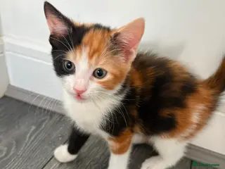 Mixed Breed cats Adorable Domestic Kittens for sale - Advert 9