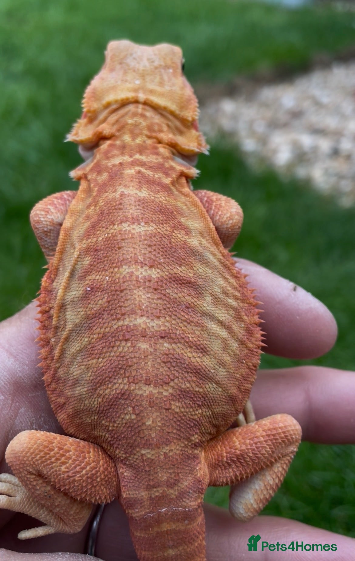 Bearded Dragon reptiles Hypotrans Leatherback Orange Bearded Dragon Male - Advert 9
