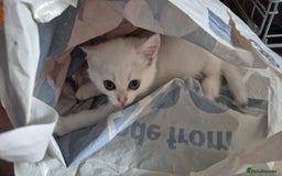 British Shorthair cats for sale: British shorthair - Image 9