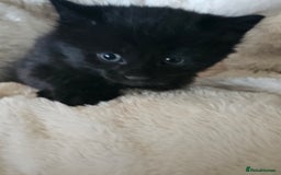 Mixed Breed cats for sale: 6 beautiful boys  - Image 18