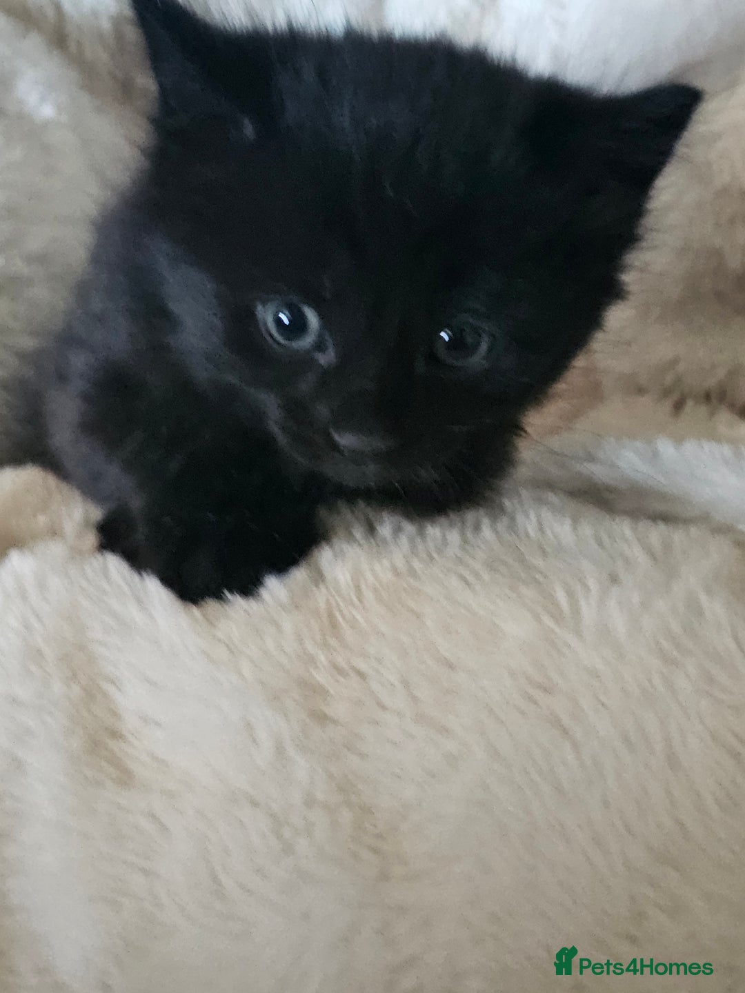 Mixed Breed cats for sale: 6 beautiful boys  - Image 18