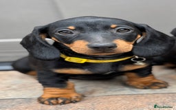 Dachshund dogs for sale: 🐾Dachshund puppies 🐾 - Image 1