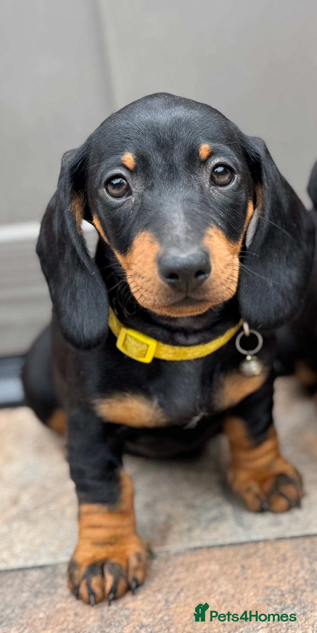 Dachshund dogs for sale: 🐾Dachshund puppies 🐾 - Image 1