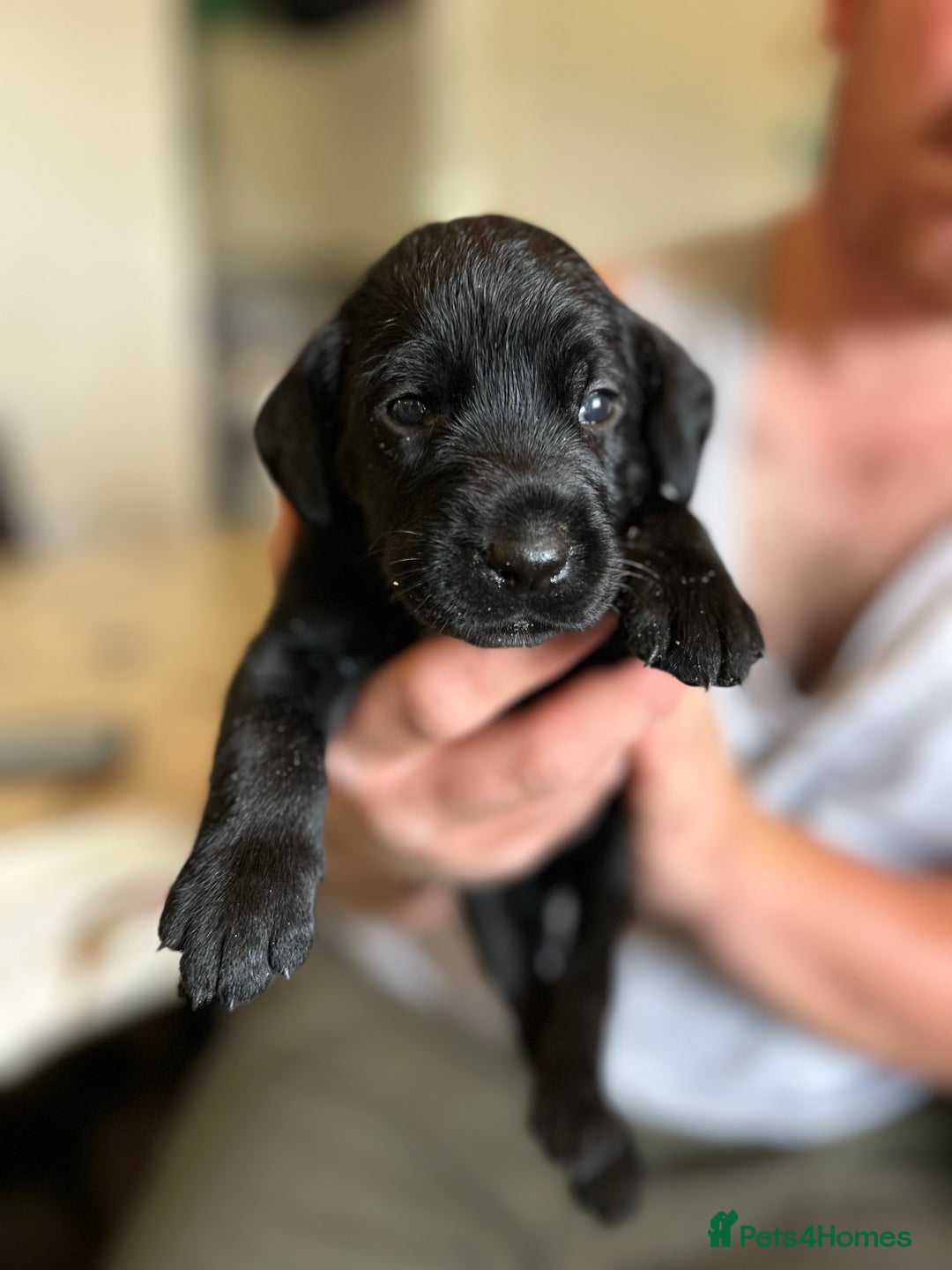 Mixed Breed dogs for sale: 🐾 German wirehaired pointer x Labrador 🐾  - Image 7