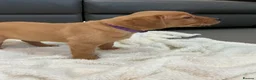 Labrador Retriever dogs for sale: For Red Labrador pups. KC REG/COUNCIL LICENSED  - Advert 18