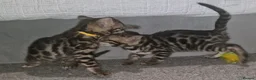 Bengal cats for sale: Supreme Apb Gene & Health Tested Bengal Kittens - Advert 32