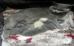 British Shorthair cats for sale: British shorthair kittens  - Image 4