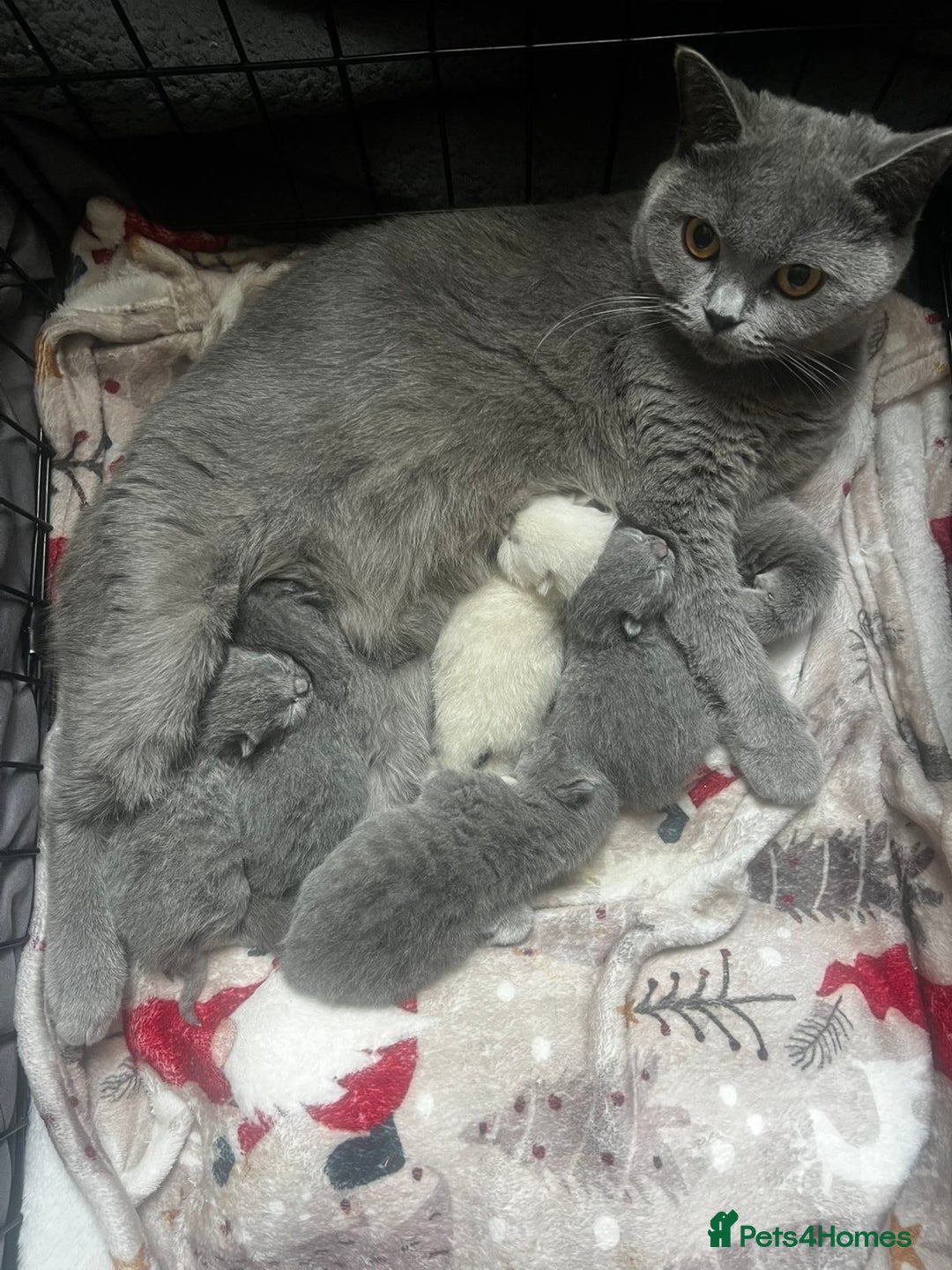 British Shorthair cats for sale: British shorthair kittens  - Image 4