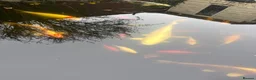 Koi Carp fish for sale: Koi and other fish for sale 30 in total in Northallerton - Advert 13