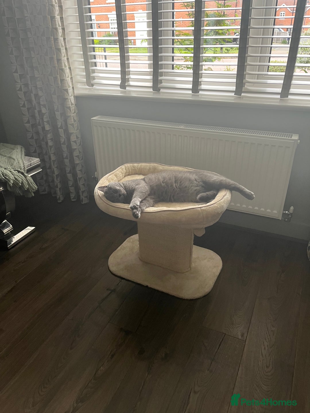 British Shorthair cats for sale: British Shorthair Boy - Advert 6