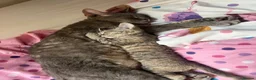 Devon Rex cats for sale: Outstanding kittens.  - Advert 17