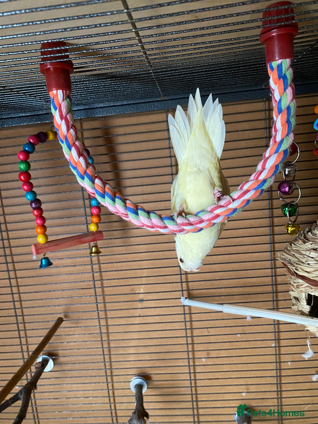 Parakeets birds for sale: Yellow lineolated parakeet  - Image 2