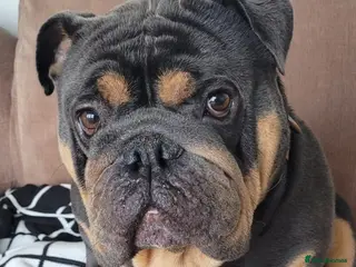 English Bulldog dogs Dave the rave for stud - Advert 1