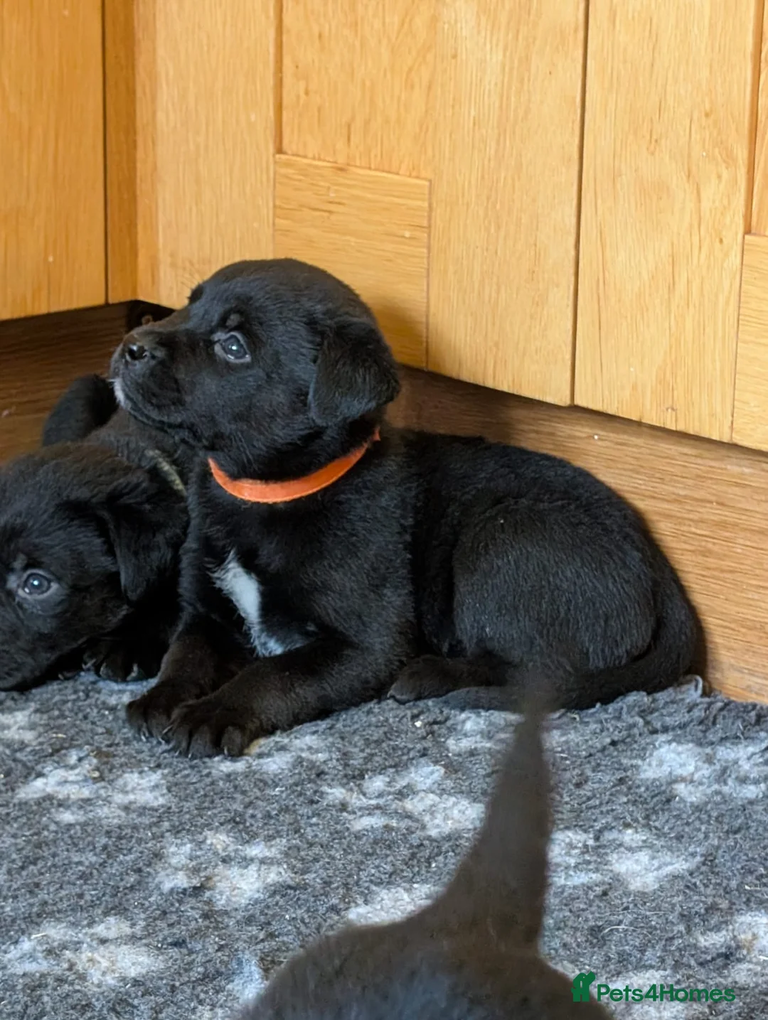 Mixed Breed dogs for sale: Labrador x Rottweiler (Rottador) - Advert 5