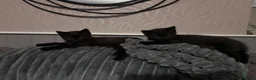 Mixed Breed cats for sale: Twin females - Advert 26