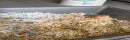 Gerbil rodents for sale: 2 x Gerbils and Cage (free to good home) - Advert 6