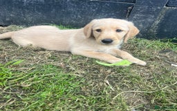 Labradoodle dogs for sale: Labradoodle  - Image 16