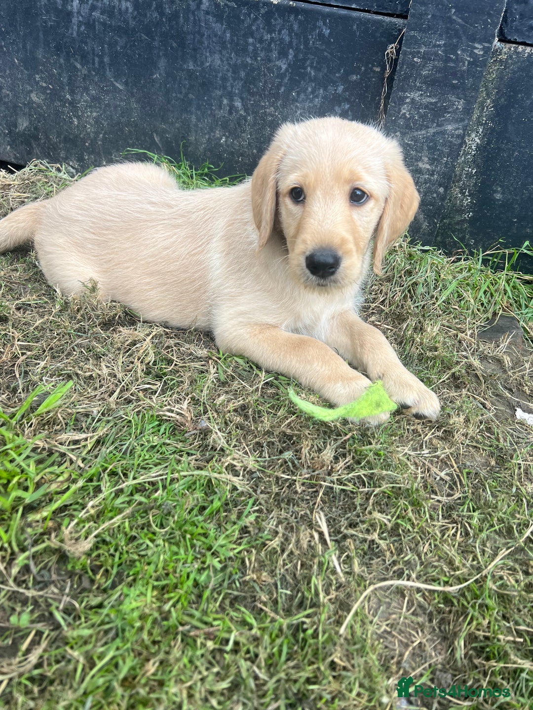 Labradoodle dogs for sale: Labradoodle  - Image 16