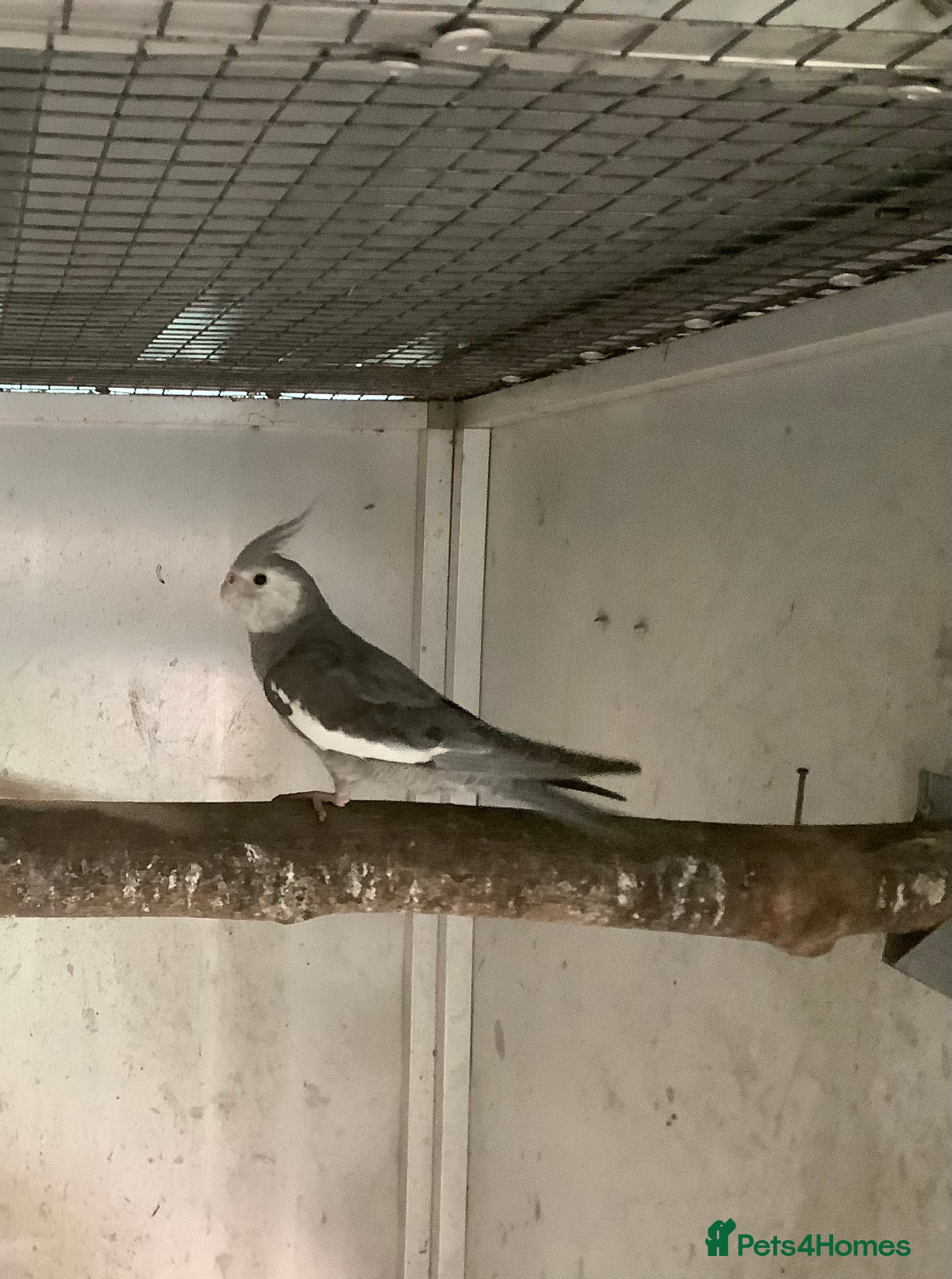 Budgerigars birds 2025 Young  Cockateils. - Advert 10