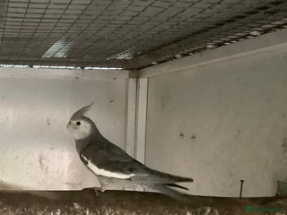 Budgerigars birds 2025 Young Cockateils. - Advert 10