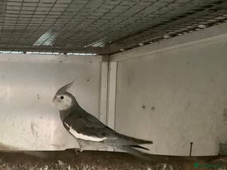 Budgerigars birds 2025 Young Cockateils. - Advert 6