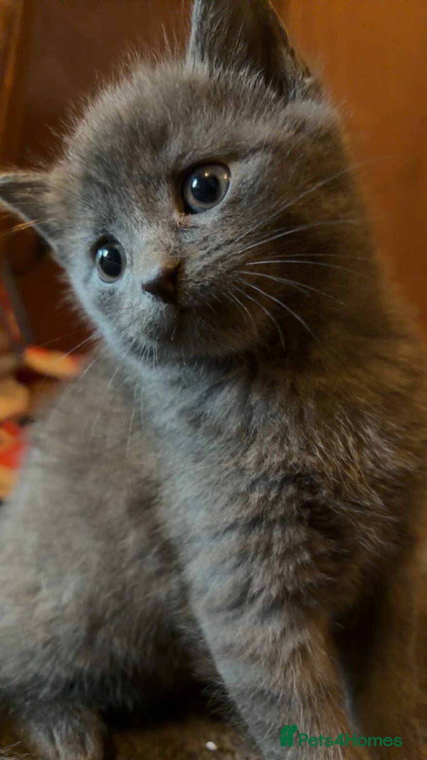 British Shorthair cats 12 week kittens  - Advert 10