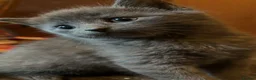 British Shorthair cats for sale: 12 week kittens  in Bathgate - Advert 1