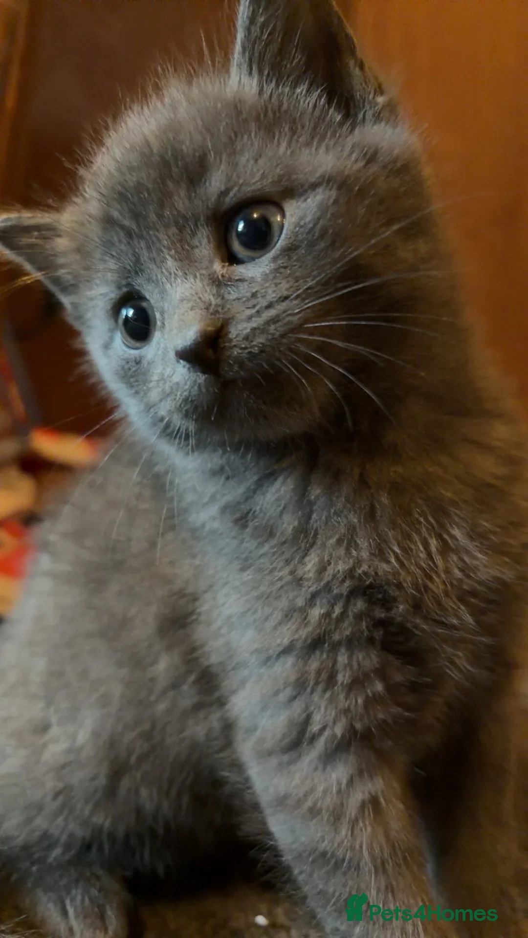 British Shorthair cats for sale: 12 week kittens  in Bathgate - Advert 1