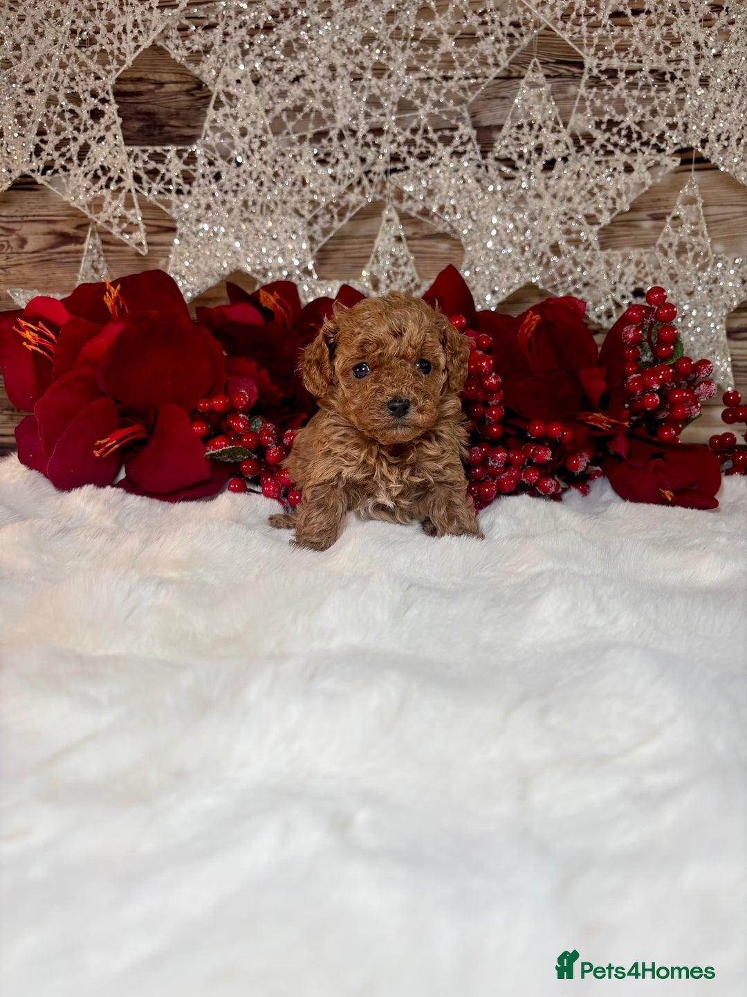Toy Poodle dogs for sale: Outstanding toy/asain Poodles.  - Advert 9