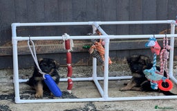 German Shepherd dogs for sale: German Shepherd Puppies  - Image 1