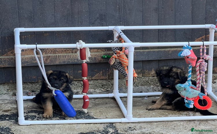 German Shepherd dogs - Advert 7